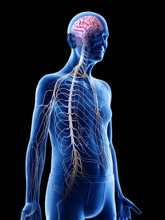 3d rendered medically accurate illustration of an old mans brain and nervesの写真素材