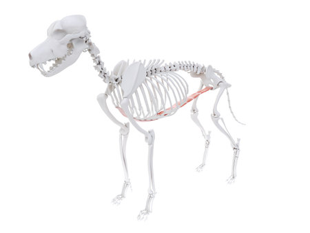 3d rendered illustration of the dog muscle anatomy - straight abdominalの写真素材