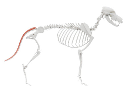 3d rendered illustration of the dog muscle anatomy - sacrocaudalisの写真素材