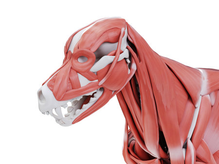 3d rendered illustration of the dog muscle anatomy - muscles of the headの写真素材