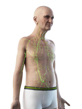 3d rendered medically accurate illustration of an old mans lymphatic system
