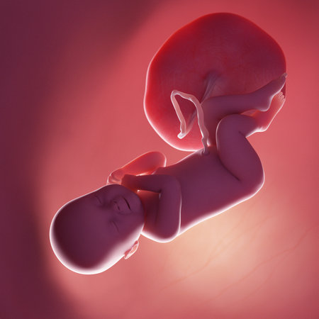 3d rendered medically accurate illustration of a human fetus - week 40の写真素材