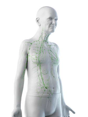 3d rendered medically accurate illustration of an old mans lymphatic systemの写真素材