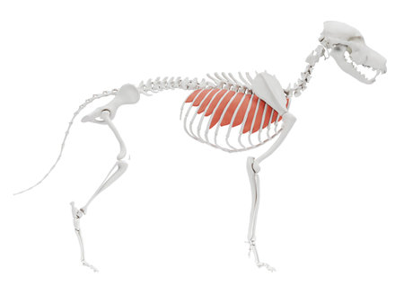 3d rendered illustration of the dog muscle anatomy - external intercostalの写真素材