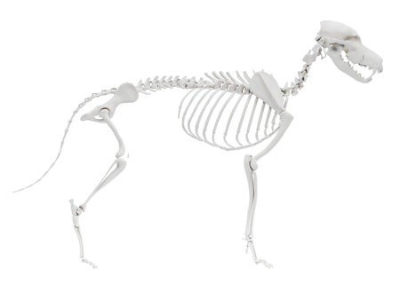 3d rendered anatomy illustration of the dog skeletal anatomyの写真素材