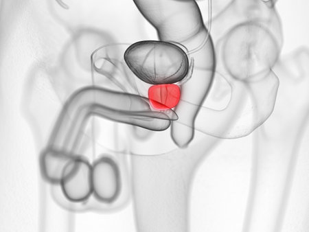 3d rendered medically accurate illustration of the prostate