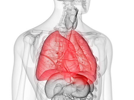 3d rendered medically accurate illustration of the lungの写真素材