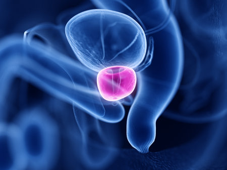 3d rendered medically accurate illustration of the prostateの写真素材