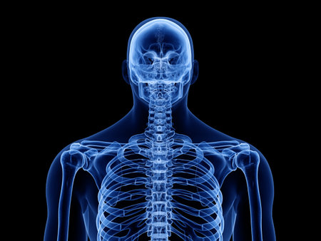 3d rendered medically accurate illustration of the upper skeletal body