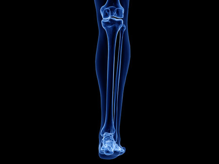 3d rendered medically accurate illustration of the lower leg bonesの写真素材