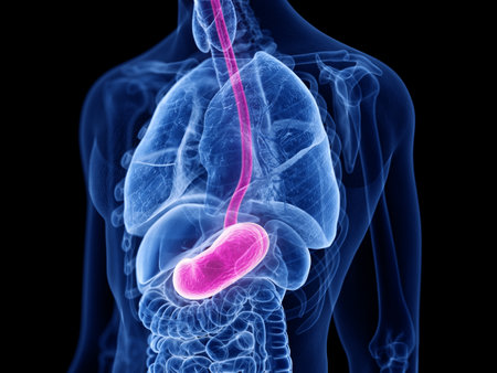 3d rendered medically accurate illustration of the stomachの写真素材