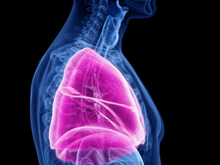 3d rendered medically accurate illustration of the lungの写真素材