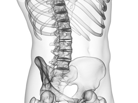 3d rendered medically accurate illustration of the lumbar spineの写真素材