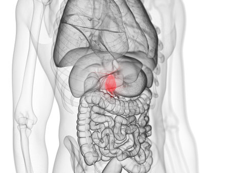 3d rendered medically accurate illustration of the gallbladderの写真素材