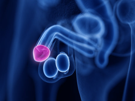 3d rendered medically accurate illustration of the glans penis
