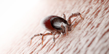 3d rendered illustration of a tick biting in human skinの素材 [FY310128123050]