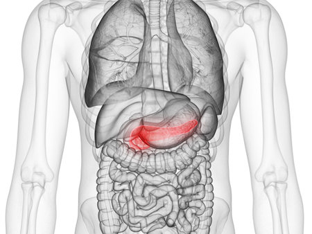3d rendered medically accurate illustration of the pancreasの写真素材
