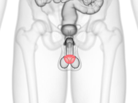 3d rendered medically accurate illustration of the glans penisの写真素材