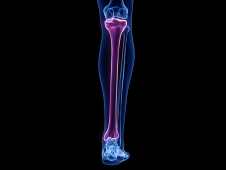 3d rendered medically accurate illustration of the tibia boneの写真素材