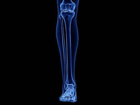 3d rendered medically accurate illustration of the lower leg bones