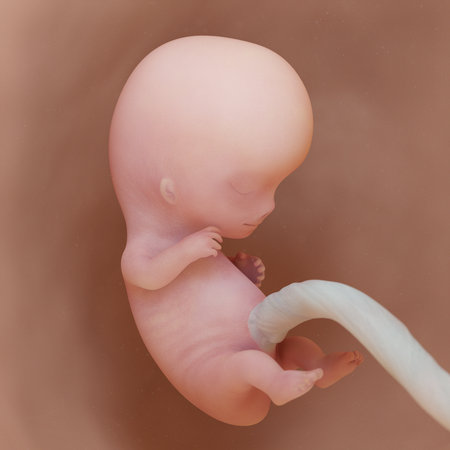 3d rendered medically accurate illustration of a human fetus - week 9の写真素材
