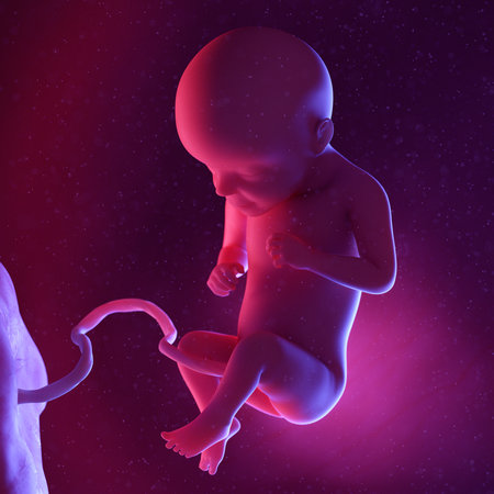 3d rendered medically accurate illustration of a human fetus - week 29の写真素材