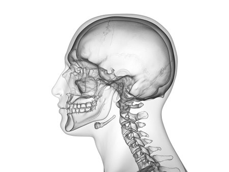 3d rendered medically accurate illustration of the human skullの写真素材