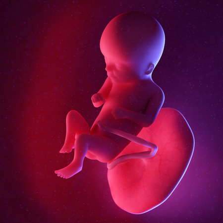3d rendered medically accurate illustration of a human fetus - week 16の写真素材