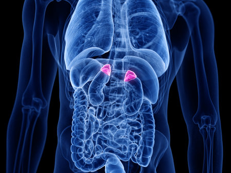 3d rendered medically accurate illustration of the adrenal glandの写真素材