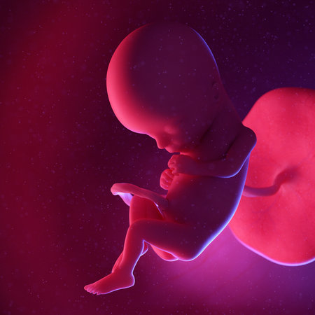 3d rendered medically accurate illustration of a human fetus - week