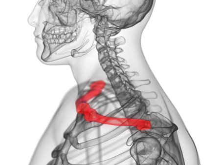 3d rendered medically accurate illustration of the clavicle boneの写真素材