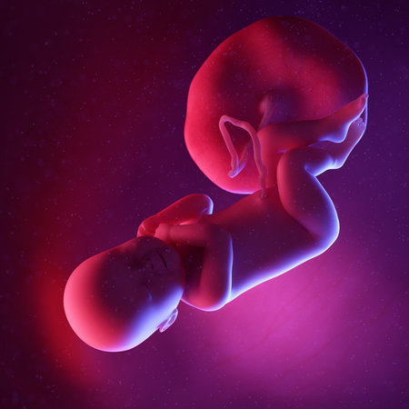 3d rendered medically accurate illustration of a human fetus - week 40の写真素材