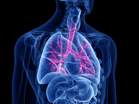 3d rendered medically accurate illustration of the bronchiの写真素材