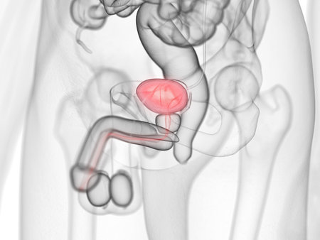 3d rendered medically accurate illustration of the urinary bladderの写真素材