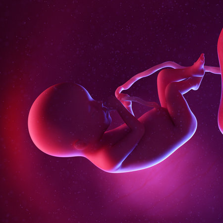 3d rendered medically accurate illustration of a human fetus - week 20の写真素材