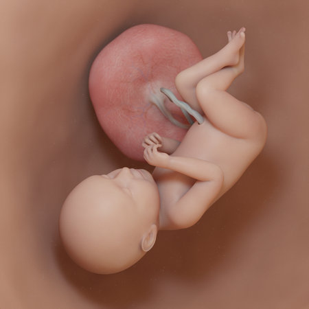3d rendered medically accurate illustration of a human fetus - week 39の写真素材