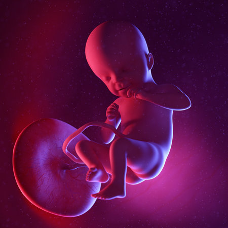 3d rendered medically accurate illustration of a human fetus - week 21の写真素材
