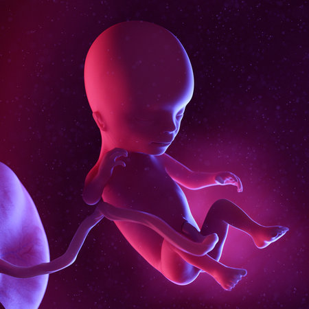 3d rendered medically accurate illustration of a human fetus - week 14の写真素材