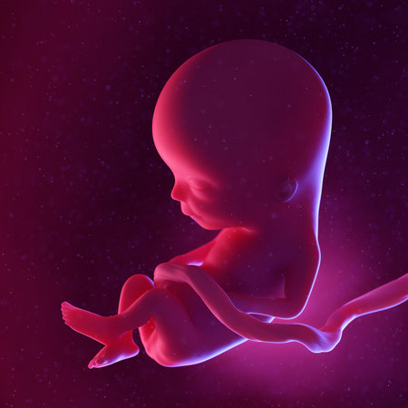 3d rendered medically accurate illustration of a human fetus - weekの写真素材