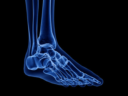 3d rendered medically accurate illustration of the skeletal footの写真素材