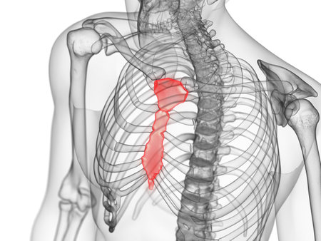 3d rendered medically accurate illustration of the breast boneの写真素材