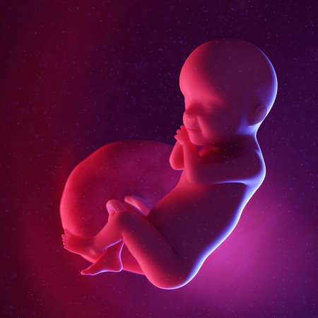 3d rendered medically accurate illustration of a human fetus - week 30の写真素材