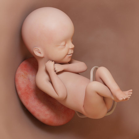 3d rendered medically accurate illustration of a human fetus - week 24の写真素材