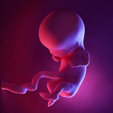 3d rendered medically accurate illustration of a human fetus - week