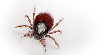 3d rendered illustration of a tick onの写真素材