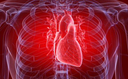 3d rendered medically accurate illustration of the human heart