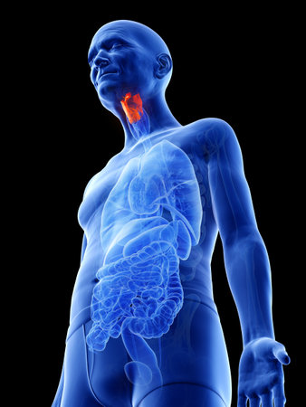3d rendered medically accurate illustration of an old mans larynxの写真素材