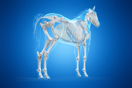 3d rendered medically accurate illustration of a horses skeletonの写真素材