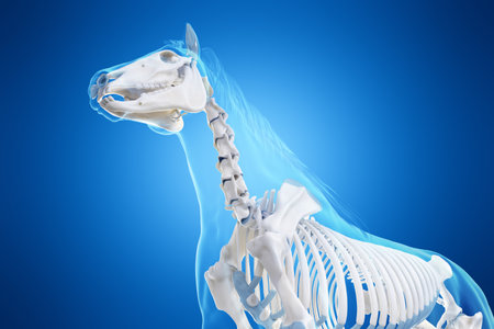 3d rendered medically accurate illustration of a horses skeletonの写真素材