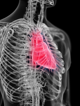 3d rendered medically accurate illustration of the human heartの写真素材